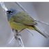 Male. Note: bold white eye arcs and black lores.