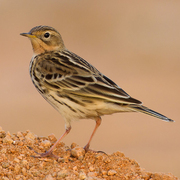 Note reddish throat and streaked back.