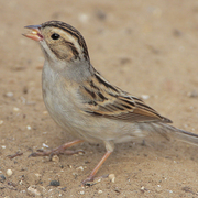 Adult nonbreeding. Note: buffy wash to flanks and back.