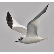 Adult nonbreeding. Note: partial gray hood. Black bill with yellow tip and wing pattern distinctive.